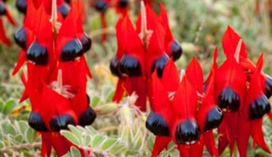 沙漠中最顽强的花 长眼睛会变色的沙漠豆花 形似外星物种