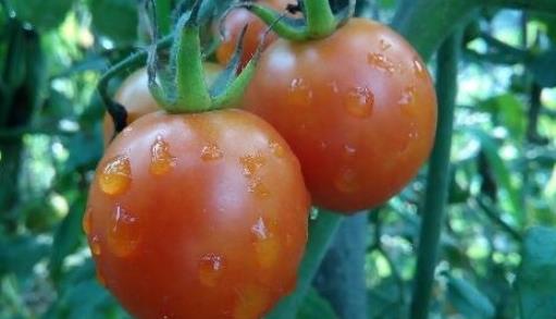 世界上最大的西红柿 重达8斤的超大番茄打破世界纪录