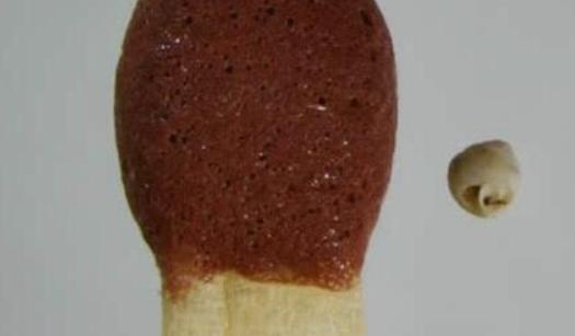 世界上最小的蜗牛 壳宽仅有半毫米 能轻易穿过针眼