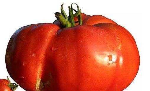 世界上最大的西红柿 重达8斤的超大番茄打破世界纪录