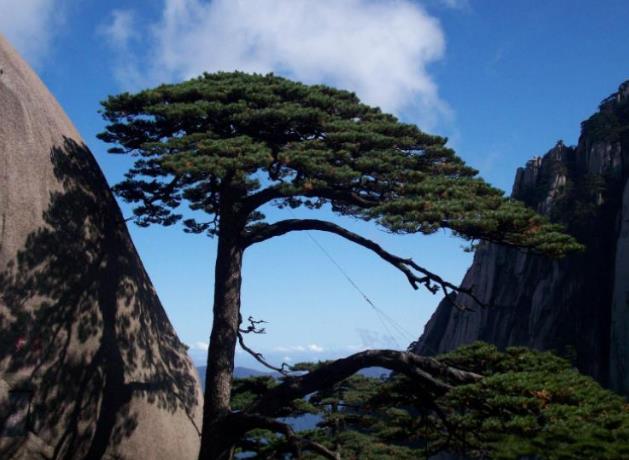 全球最“贵”的树 20多代警卫员全年贴身保护 游客怀疑是塑料