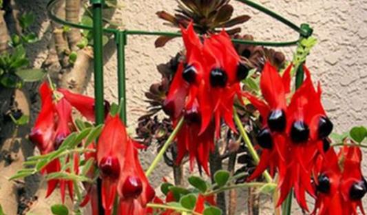 沙漠中最顽强的花 长眼睛会变色的沙漠豆花 形似外星物种