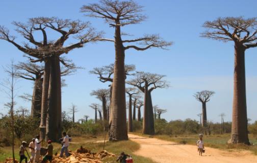 世界上寿命最长的树 猴面包树最老的已有5500岁