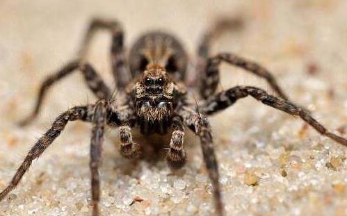 世界上最毒蜘蛛 巴西漫游蜘蛛获吉尼斯纪录认证