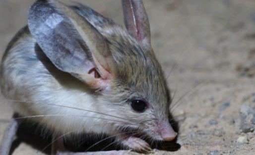 世界上耳朵最长的鼠 长耳跳鼠耳长接近一半身长