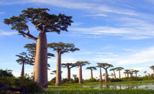 世界上寿命最长的树 猴面包树最老的已有5500岁