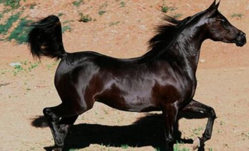 世界上最古老的马 阿拉伯马已有4500年的历史