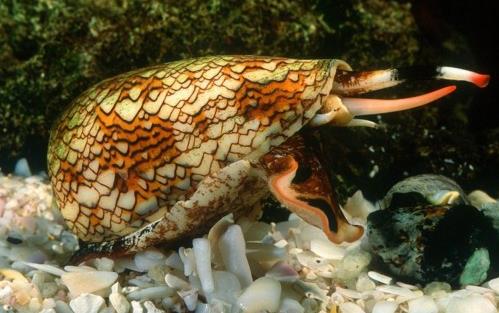 世界上最毒的海螺 鸡心螺的毒液能致10人死亡