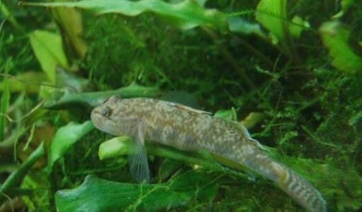 世界上最小的鱼 胖婴鱼体长7毫米 没有一个手指头宽