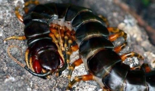 世界上最长的蜈蚣 加拉帕格斯巨人蜈蚣是目前最大的蜈蚣品种