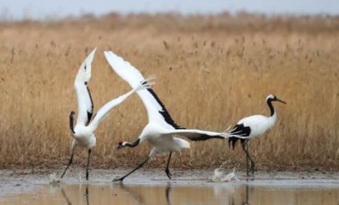 世界上寿命最长的鸟 可活70岁的老鹰只能排第二第一活到百岁