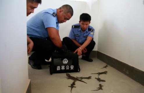 世界上最大的壁虎 大壁虎长达2.3米药用价值高