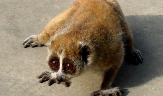 世界上唯一有毒的猴子 蜂猴的皮毛遍布毒素