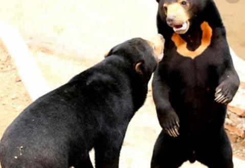 世界上体型最小的熊 马来熊体长110-150厘米 体重27-75千克