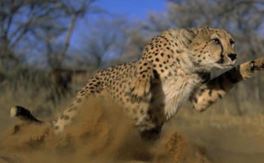 世界上跑的最快的动物 猎豹奔跑时最高时速达120公里