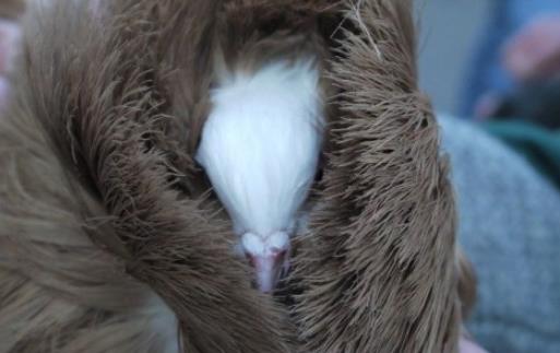 世界上最时髦的鸟 雅各宾鸽号称最时髦“贵妇”