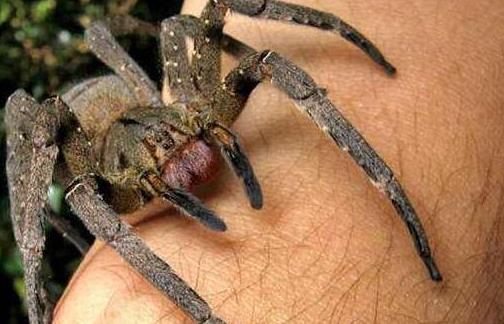 世界上最毒蜘蛛 巴西漫游蜘蛛获吉尼斯纪录认证