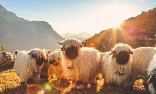 世界上最可爱的羊 黑鼻羊脸部漆黑不见五官 外形十分蠢萌