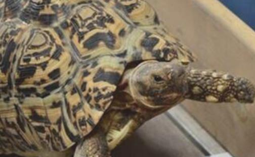 世界上爬行最快的乌龟 速度达0.28米/秒 堪称龟界博尔特