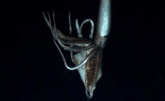 世界上最大的无脊椎动物 大王乌贼能与巨鲸搏斗