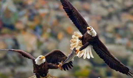 世界上寿命最长的鸟 可活70岁的老鹰只能排第二第一活到百岁