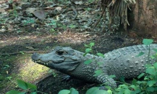 世界上体型最小的鳄鱼 非洲侏儒鳄1米长可当宠物