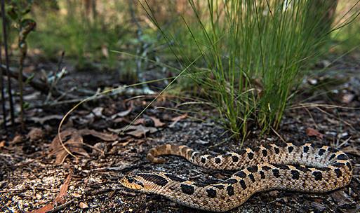世界上最胆小的蛇 猪鼻蛇遇到危险就装死