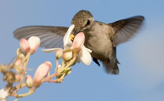 世界上最小的恐龙 小驰龙体长不到四十厘米