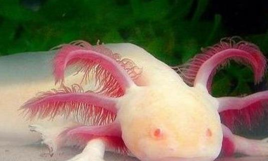 世界上最奇特的鱼 六角龙鱼长相呆萌用四条腿爬行