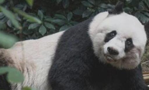 世界上最长寿的大熊猫 活了38岁相当于人类110岁
