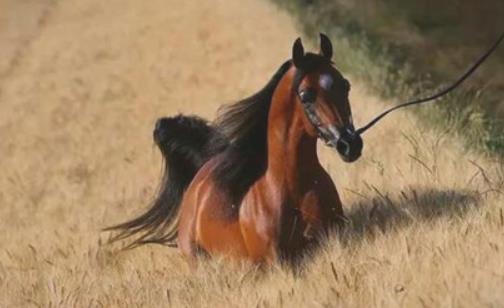 世界上最古老的马 阿拉伯马已有4500年的历史