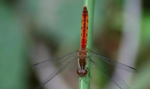 世界上飞的最快的昆虫 澳大利亚蜻蜓飞行时速达58千米