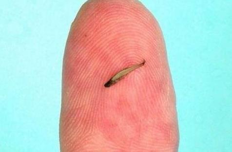 世界上最小的鱼 胖婴鱼体长7毫米 没有一个手指头宽