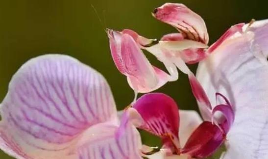 世界上最美的螳螂 兰花螳螂外形极像兰花 是伪装高手