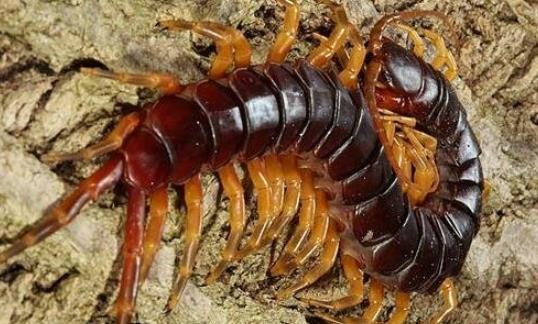 世界上最长的蜈蚣 加拉帕格斯巨人蜈蚣是目前最大的蜈蚣品种