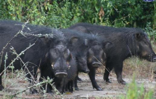 世界上最强悍的猪 巨林猪能直接撞死一头非洲野牛