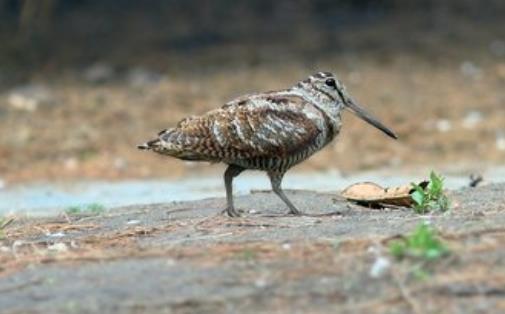 世界上飞得最慢的鸟 丘鹬飞行速度仅为8千米/小时