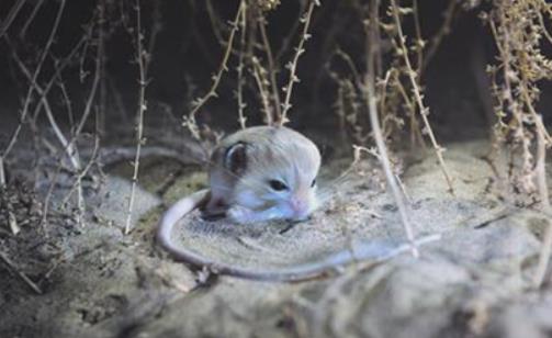 世界最小跳鼠 三趾心颅跳鼠只有瓶盖大小