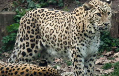 世界上最大的豹 波斯豹体长可接近2米