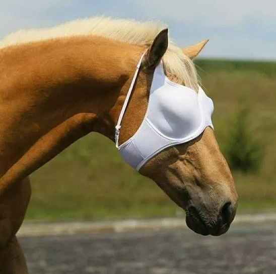 幽默搞笑图片:床上的女朋友屁股太大老是挡着我看电视 你见过头戴胸罩的马吗