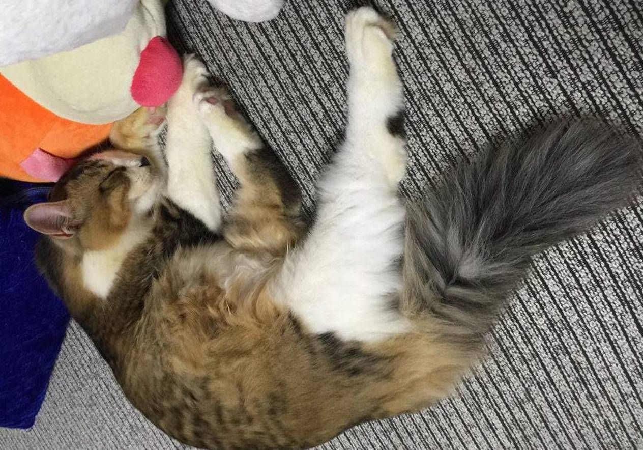 辟谣,猫咪公母难辨?各阶段有不同方法,掌握两点便能轻松识别