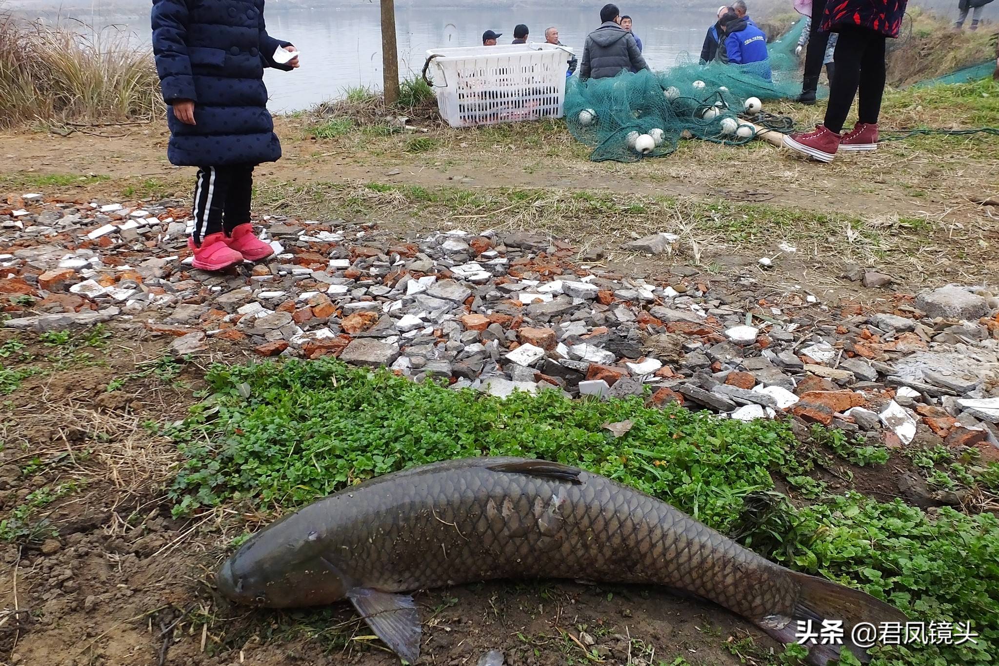 湖北宜昌：乡村鱼塘，农民拉网捉鱼，草鱼8元一斤，鲢鱼3元一斤