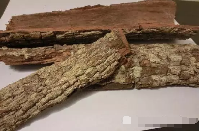 安哥拉树皮多久见效 安哥拉树皮多久见效