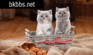 新手洗猫技巧 新手如何给猫洗澡?