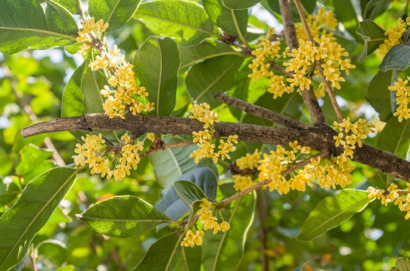 杭州桂花赏花好去处（开花时间 观赏地点）