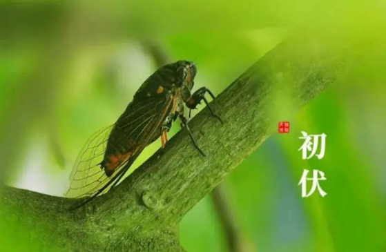 2022年初伏是7月几号3