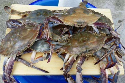 梭子蟹杀好后放到下午吃可不可以1