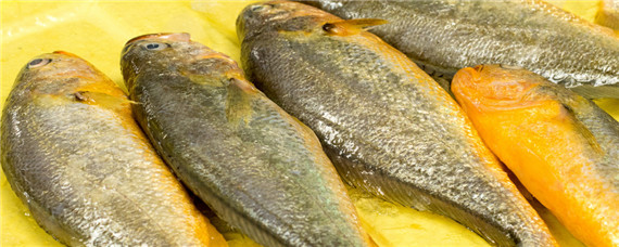 半野生黄鱼和野生黄鱼的区别(半野生黄鱼和野生黄鱼的区别在哪里)