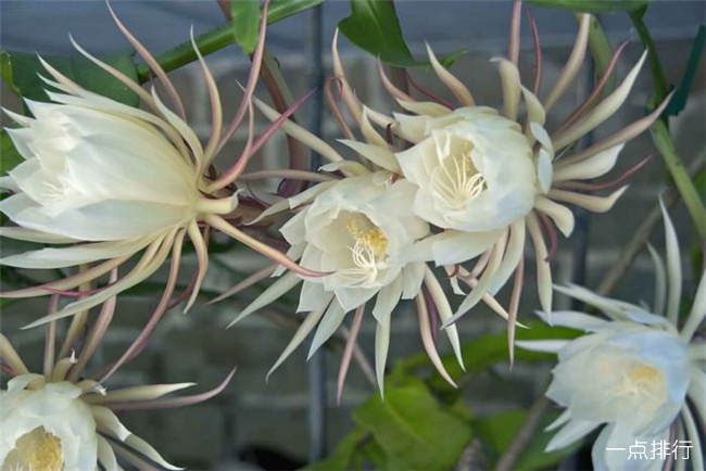 昙花‍