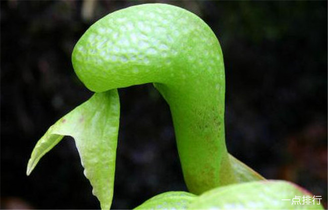 眼镜蛇瓶子草